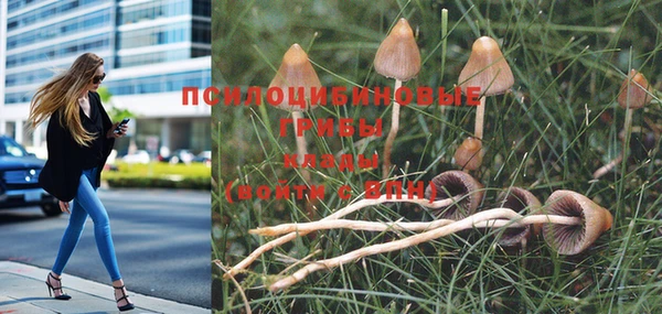 ГАЛЛЮЦИНОГЕННЫЕ ГРИБЫ Аркадак